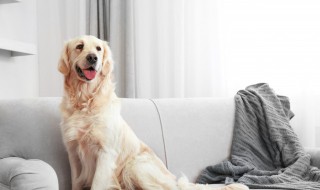 怎么让狗狗入睡（怎样让狗快速入睡）