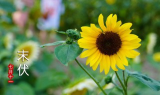 2022年夏天什么时候入伏（2022伏天什么时候开始）