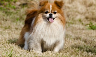 如何让狗不再舔人（怎样让狗不舔人）