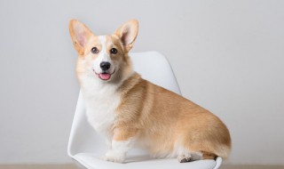 如何判断狗的性别（如何判断狗狗的性别）