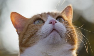 怎么清洁猫咪的耳朵（怎样清洁猫咪的耳朵）