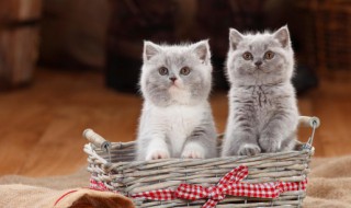 怎么照顾幼猫（幼猫怎么养护）