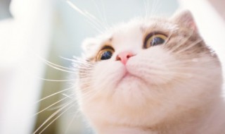 怎么给猫崽洗澡 给猫猫怎么洗澡