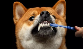 如何给狗刷牙 怎么给狗刷牙齿