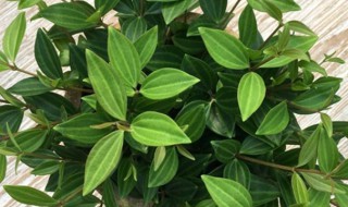 钻石翡翠植物开花吗 钻石翡翠这个花好不好