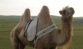 骆驼是什么动物（羊群里头出骆驼是什么动物）
