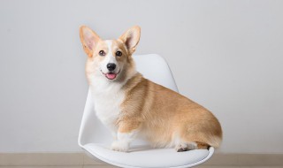 如何安抚爱犬（怎样安抚幼犬）