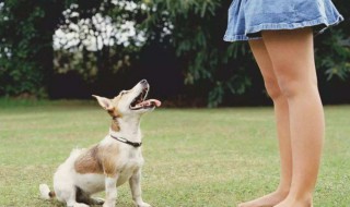 如何训练狗狗坐下（如何训练狗狗坐下和趴下）