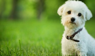 如何训练狗狗不乱咬（怎么训练狗狗不乱叫不乱咬?）