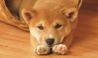 狗狗生完宝宝要注意什么 狗狗生完宝宝需要注意什么