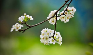 人间最美四月天的诗句是怎样的 人间最美四月天的全诗