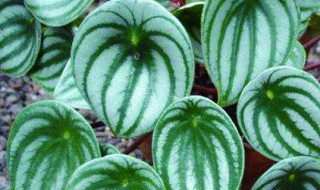 钻石翡翠植物有毒吗（钻石翡翠植物的作用）