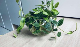 翡翠钻石植物开花吗 钻石翡翠植物会开花吗