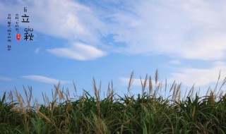 立秋节气微信早安经典说说(立秋早安的说说)