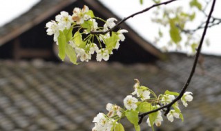 2022年清明是几时几分几秒 2022年清明是几时几分几秒到几点