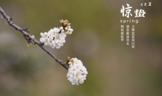 2022年惊蛰节气的具体时辰是多少（惊蛰节气多少天）