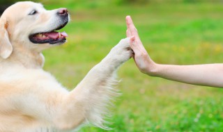 好寓意的宠物吉祥名字难得珍贵（寓意很好的宠物名字）