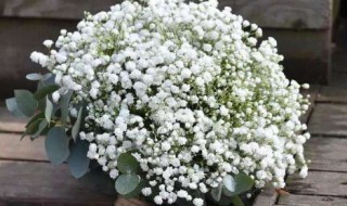 满天星花怎么养殖（满天星花怎么养殖方法水养）