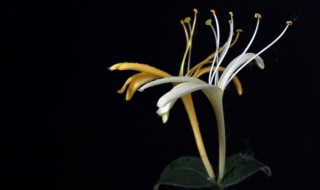 银花代表什么动物 十二生肖中银花指的是什么动物