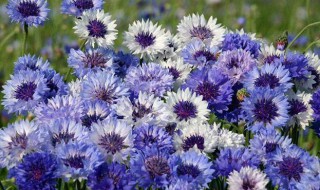 矢车菊代表什么 矢车菊代表什么生肖