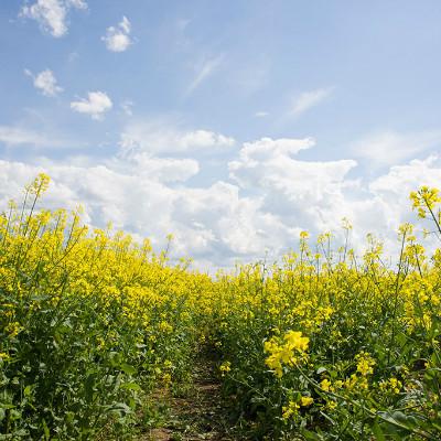 端午节用的艾草有什么用途?