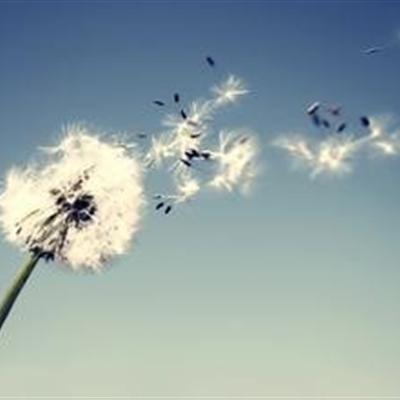 蒲公英治疗糖尿病效果好吗