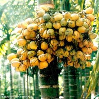 吃槟榔的好处与坏处是什么