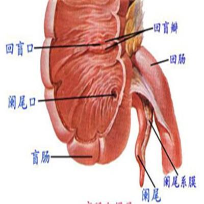 阑尾有什么用
