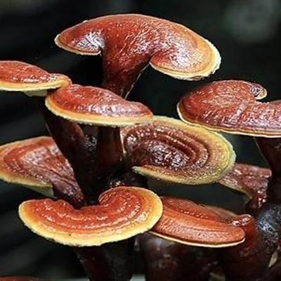 灵芝有什么副作用