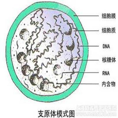 支原体感染的症状有哪些