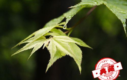 鹅掌风的症状及治疗