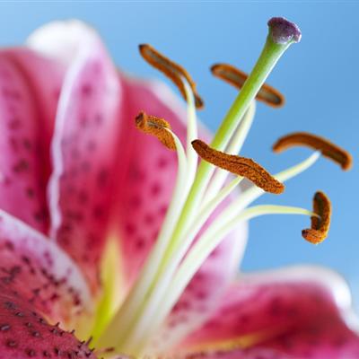 花粉过敏症状有哪些