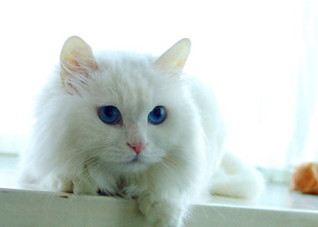 红斑狼疮的诊断标准