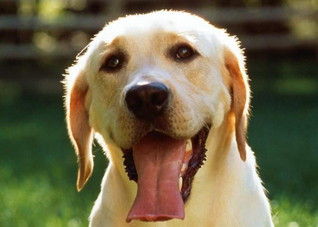 被狗咬到怎么办