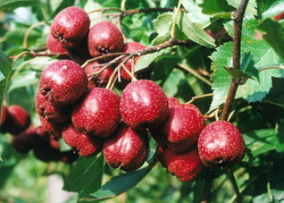 治疗胃炎的民间偏方