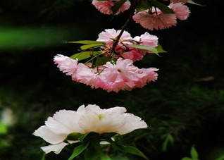 胃溃疡和哪些因素有关?