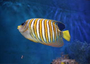 被魟鱼刺伤,千万不能止血