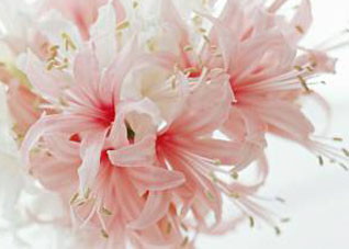 月经推迟会延缓衰老吗