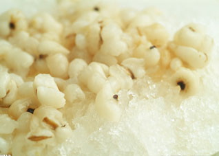 女性经期嗜睡要多喝薏米粥