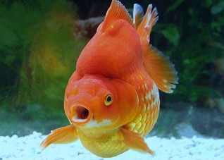 哮喘患者有哪些饮食禁忌呢？