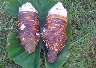 营养美味的减肥食谱