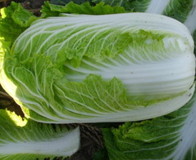 对抗衰老的美肤食物推荐