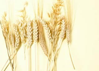 每天两餐燕麦有效降低心血管病死亡率