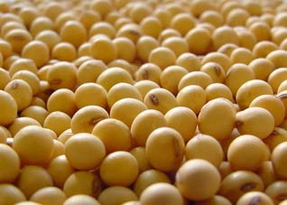 每天吃豆类有效降胆固醇