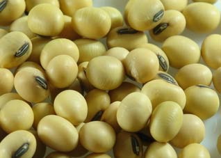 黄豆炖猪蹄 女人补血的最佳选择