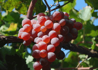 补血效果绝佳的食物是哪些