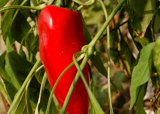 最能驱走睡意的三种食物
