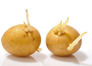 当心夏季三种易中毒的食物