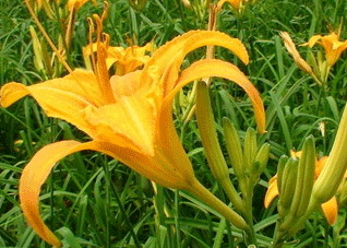 绝对不能吃的五种有毒蔬菜