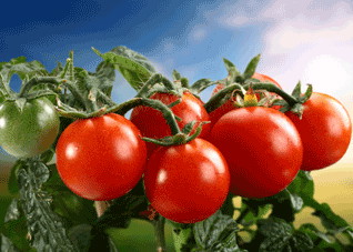 吃六种排毒食物让你天天瘦